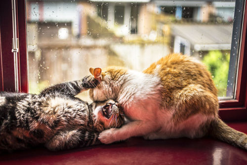 culturenlifestyle: Cute Cat Photography Staring Out the Rainy Scenery by Felicity Berkleef 21-year-