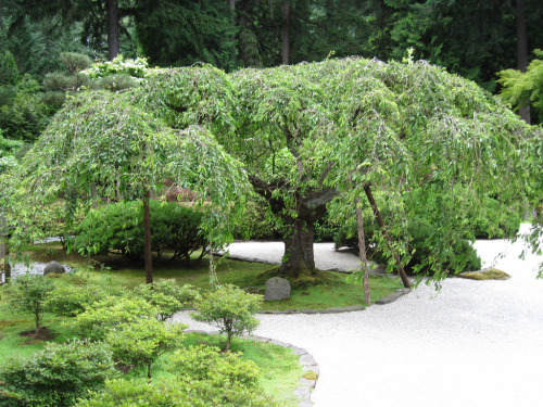 Portland Japanese Garden (by hikermel68)