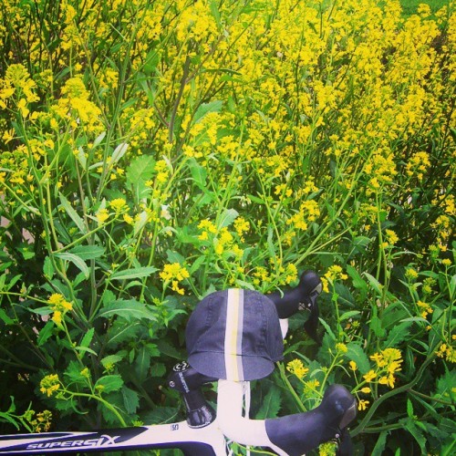 biwakofreeride:#roadbike #cannondale #supersix #rapha #rapeseed #菜の花 #ride