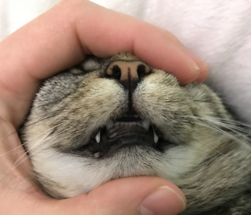 THE LITTLE TEEF ❤️