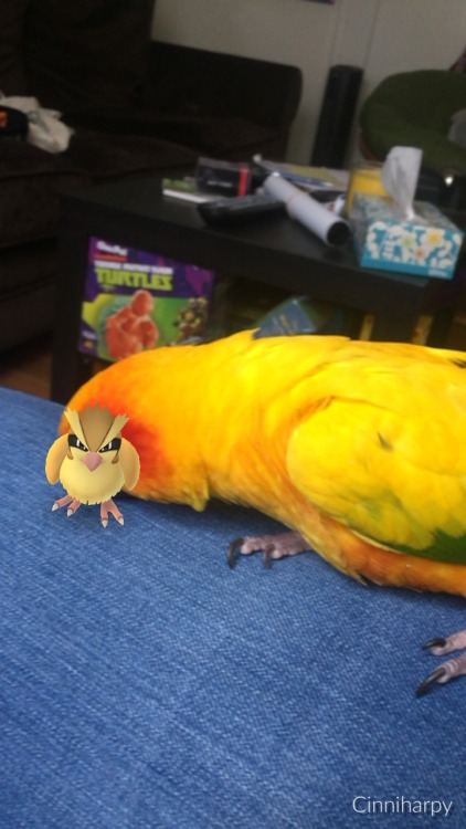 pepperandpals: A virtual birb and a real birb