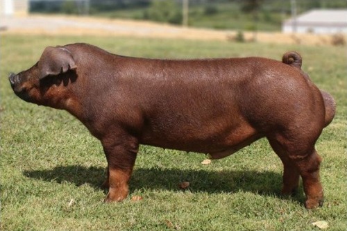 Duroc is a breed of red pigs with drooping ears. They are the second most recorded breed of swine in