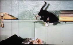 Omgcatrevolution:  Pat Rocco, The Luckiest Cat In Town, Part Of Mondo Rocco Omnibus