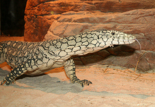 reptilesrevolution:  Perentie Monitor Lizards