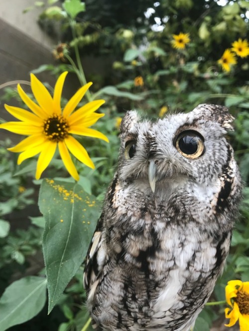 daily-owls:Raptor display at the botanical gardens in St. Louis