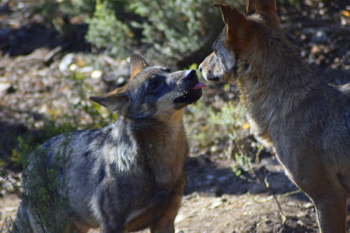 Pictures by Animal Record ®Iberian wolves (Canis lupus signatus).