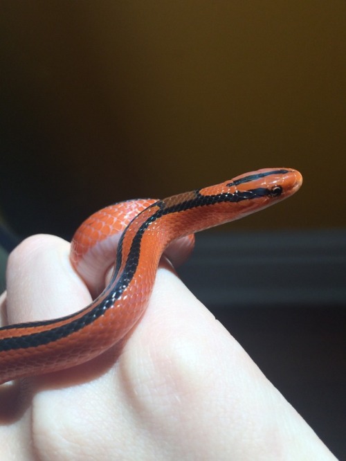 snake-candy:snake-candy:Some bonus pics of my Thai red bamboo ratsnake. I’m down to two names I can’
