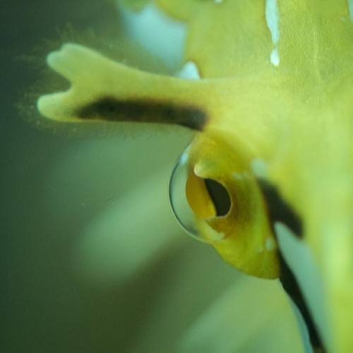 oceanimaging:#leafyseadragon eye #supermacro #underwater #seeaustralia #southaustralia #southernocea