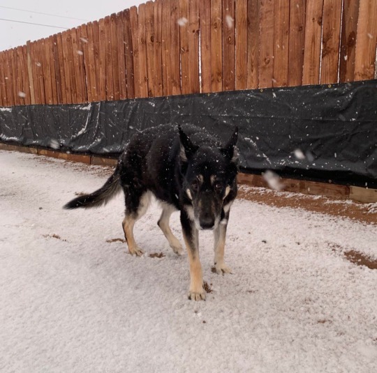 Snow!Dogs!Dogs in snow!!!