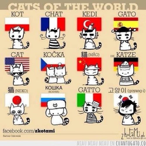 thomas1889: #cats of the #world #spanish #english #polish #french #turkish #chinese #german #japanes