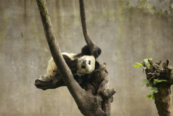 giantpandaphotos:  © Martha de Jong-Lantink. 
