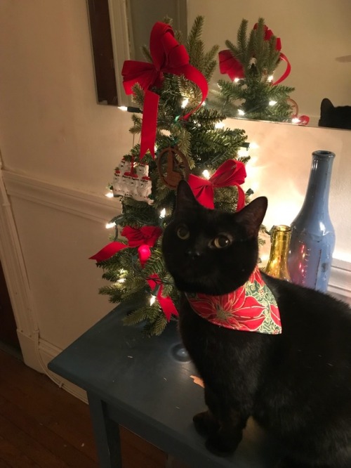 meaghanschultheis:My son is ready for the holiday season.