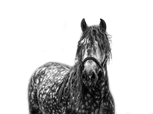 dappled stallion