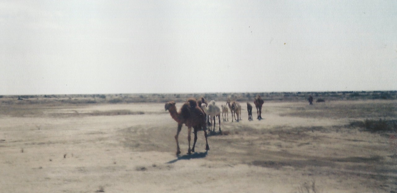 When I seen these I started yelling “Hey camel camel camel HEY camel camel! and