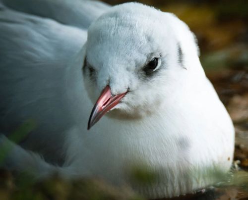 A hunter perfectly designed to grab the snack right from your fingers .  .  .  #blackheadedgull #gul