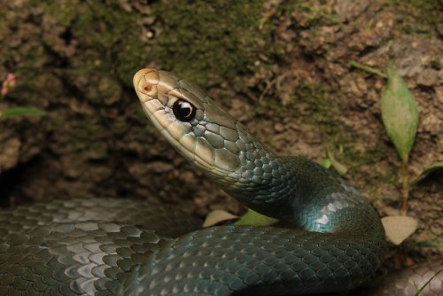 lovingexotics: Blue Racer Coluber constrictor foxii Source: Here