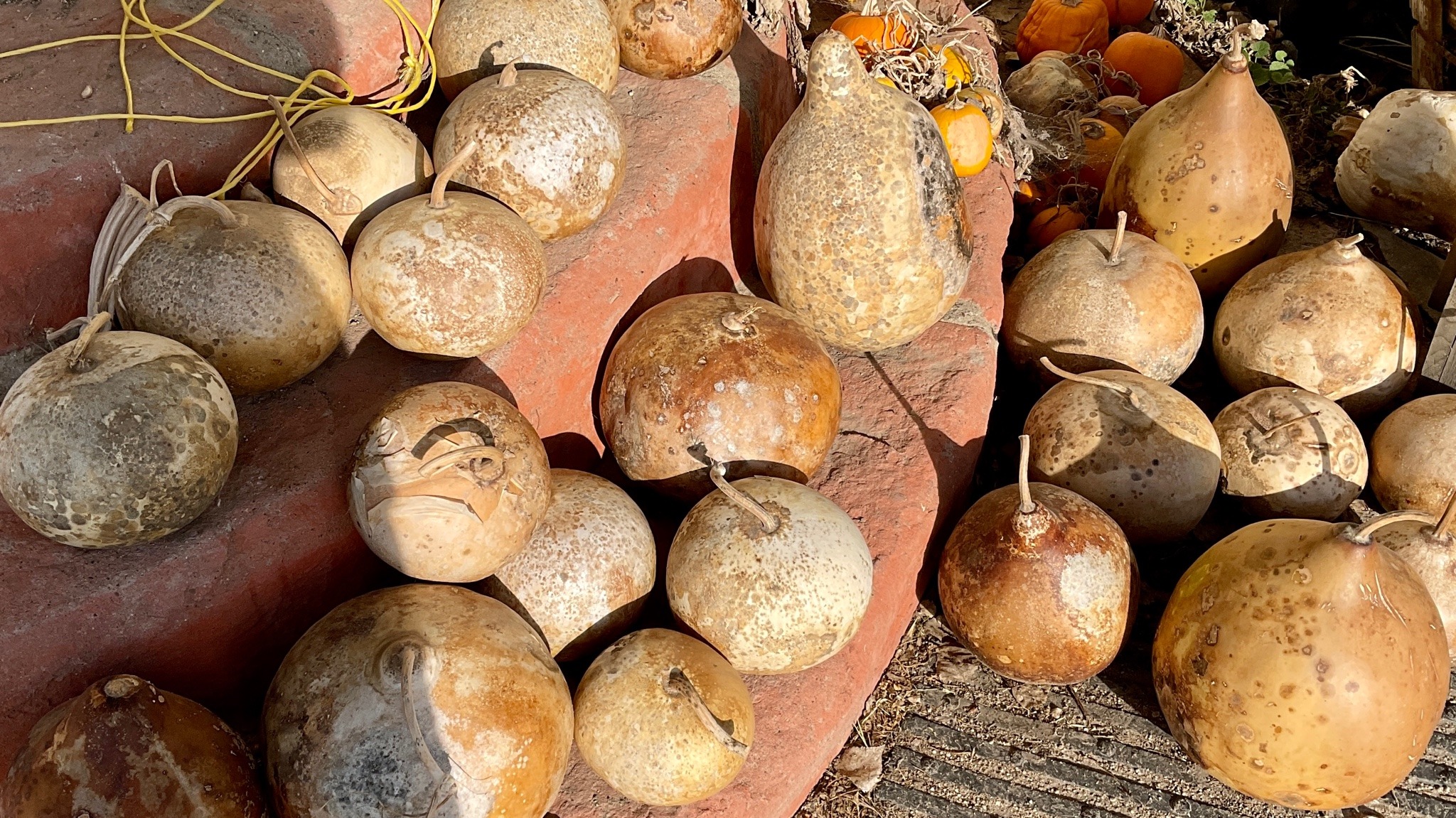 A wide shot of terracotta steps covered in an assortment of gourds, which are all tan to brown with mottled, dry-looking exteriors.
