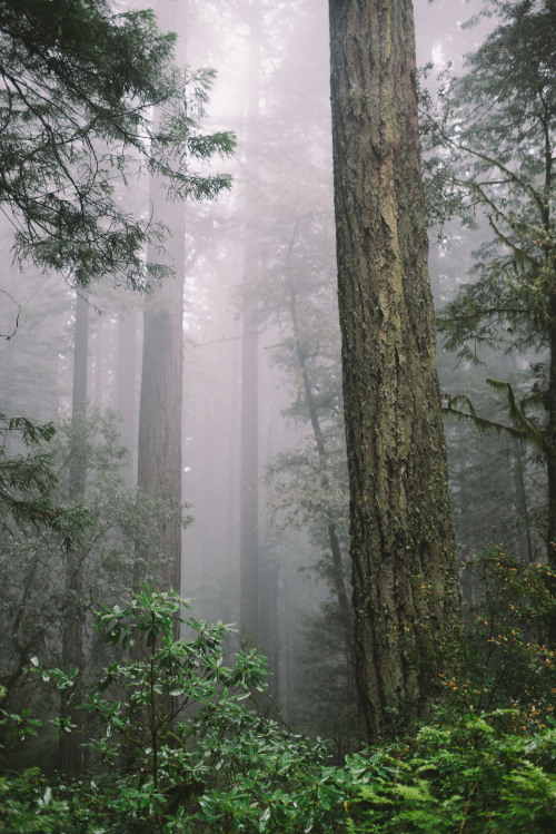 rhiannahoward:Redwoods