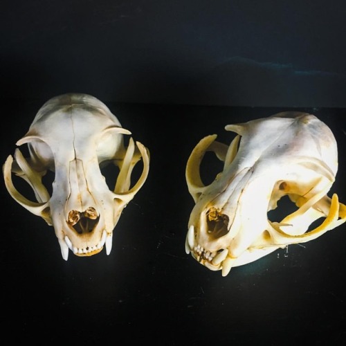 Articulated domestic cat skull. Measures approximately 3 ½"L x 2 ½"W x 2"H. $65 posta