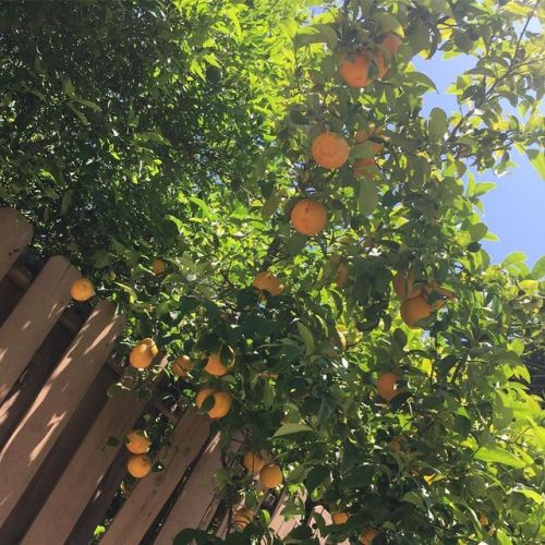 #lemons #trees (at Silver Lake, Los Angeles) www.instagram.com/p/By6Z61cpiMMVBXiI9jKVxusBV-u
