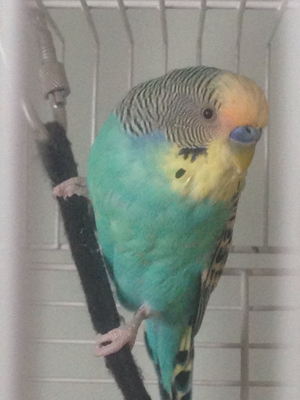 here is a picture of my budgie for people asking! right near his eye/beak is darker