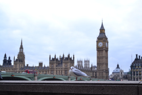 Big Ben &amp; a seagull (London, England, United Kingdom)