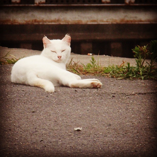 azumakuniyuki:  A white cat living in a fishing port | 漁港の白猫ちゃん