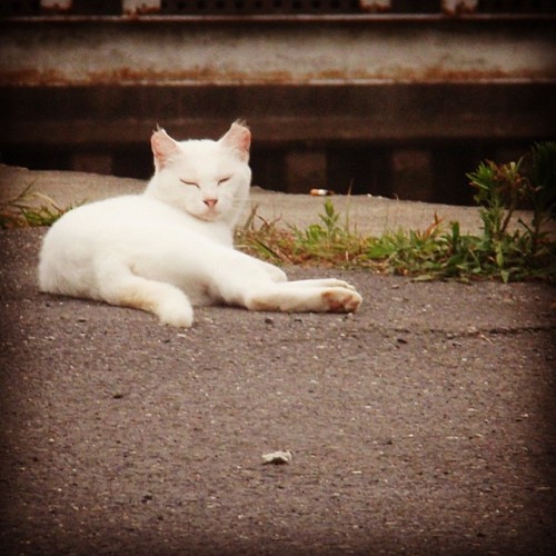 azumakuniyuki:  A white cat living in a fishing port | 漁港の白猫ちゃん