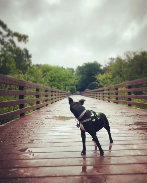 @iggybrowneyes is looking back on a good week. (Symbolism ) .....#dogphotography #dogsofinstagram #d