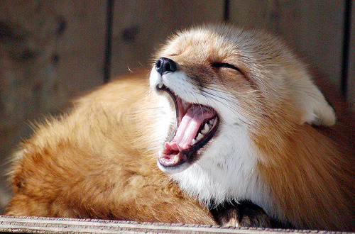 walkingfoxiest:            a post where I explain with images how foxes are the best thing ever, and how if you disagree you are obviously wrong  Among the best. Not THE best.