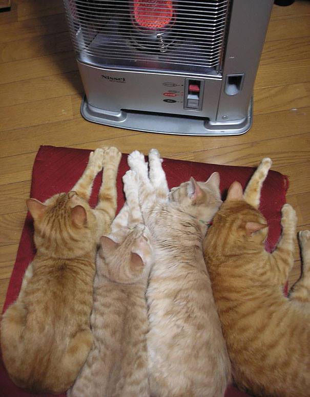 lcn71:  blackmorgan:  Sharing the heater.  Much like a casserole, cats brown on the