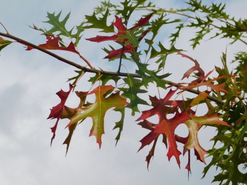 Oaks in Autumn, Salt Spring Island, British Columbia, 2019.