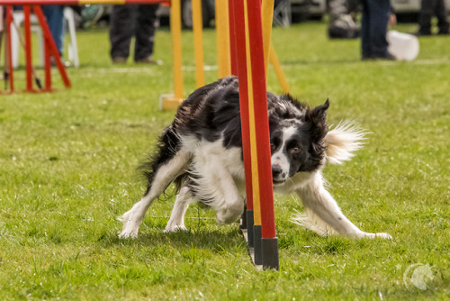 Agility Fotografie - wie alles in 2015 begannEin kleiner Rückblick auf meine ersten Agility Fotos… Eine Freundin hatte mich damals gefragt, ob ich sie und ihren Hund auf einem Agility Turnier fotografieren kann. Da Agility für mich was völlig neues...