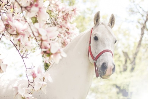 horsesarecreatures:C. Zenta, Lipizzaner stallion. Photo by Marko Milas. 