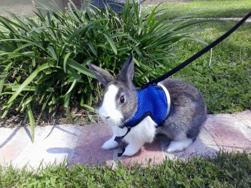 jay-sin:  my bunny looks cool  masterdean94