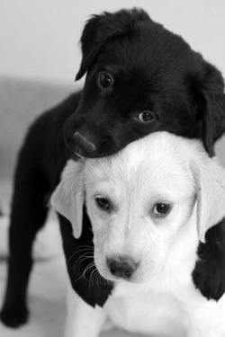 awwww-cute:  Puppies hugging