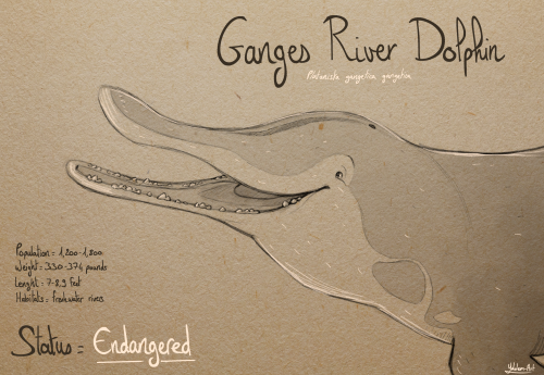 Inktober day 17 : Ganges River Dolphin“Why they matter : The Ganges river dolphin is important