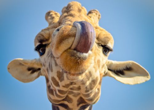 The Unique "Spanish Lisp" Pronunciation Feature: Where, Why and How It's Used | FluentU Spanish Blog