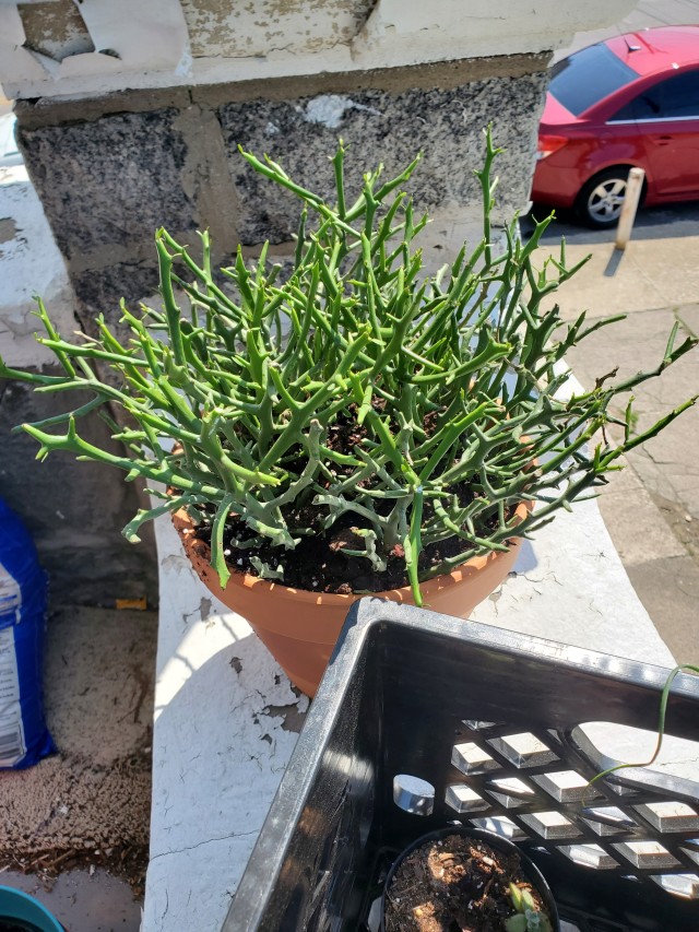 a bristling euphorbia 'briar patch' that's been upgraded to a terracotta pot