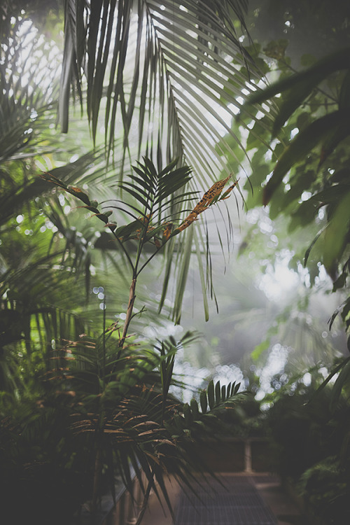 cinnamonthursdays: Palm House at Kew (II) By Karolina Koziel Website | Tumblr | Instagram | Twitter