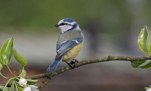 Eurasian Blue Tit (Parus caeruleus) &gt;&gt;by Erik Bazuin 