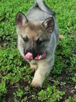 colormedisturbed:  Check out my new puppy! Her name is Nea and she’s an 8 week old Swedish Vallhund. isn’t she ridiculously cute? She looks like a mini wolf with a really curly tail.