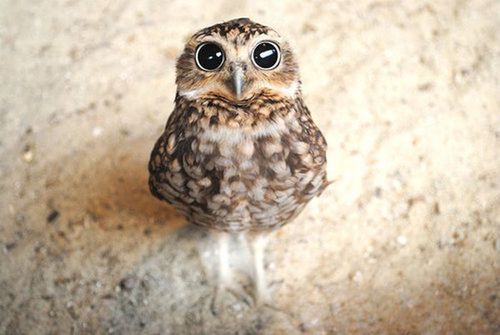 mikimomokarin:  120 images d’animaux rien que pour le plaisir des yeux! | Les moutons enragés on We Heart It. 