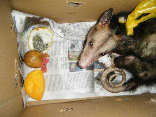 opossummypossum:This sweet girl got tied up and beaten and left for death until two men found her an