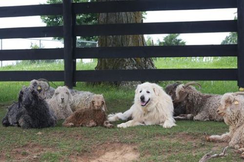 babygoatsandfriends:Just one of the goats Rivendell Meadows Alpacas & Angoras