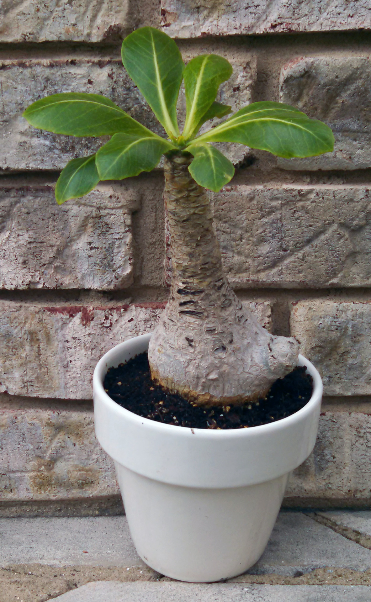 Brighamia insignis“My own personal Brighamia insignis was a gift to me from a former professor of mine after I graduated from undergrad. He was very excited to give it to me because he new that I loved succulents and he always wanted me to take his...