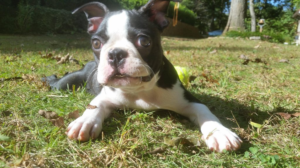 cute-overload:  My baby Boston, Maxhttp://cute-overload.tumblr.com