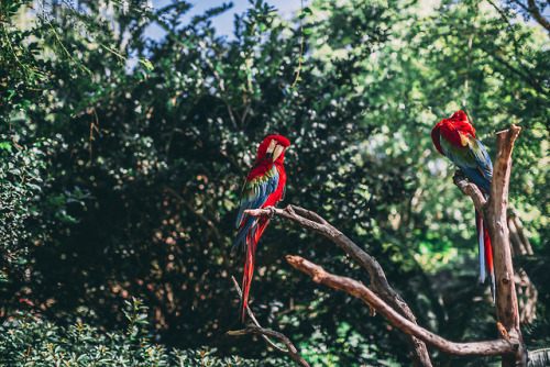 santrizosphotographyblog: Pictures of brightly colored birds only.