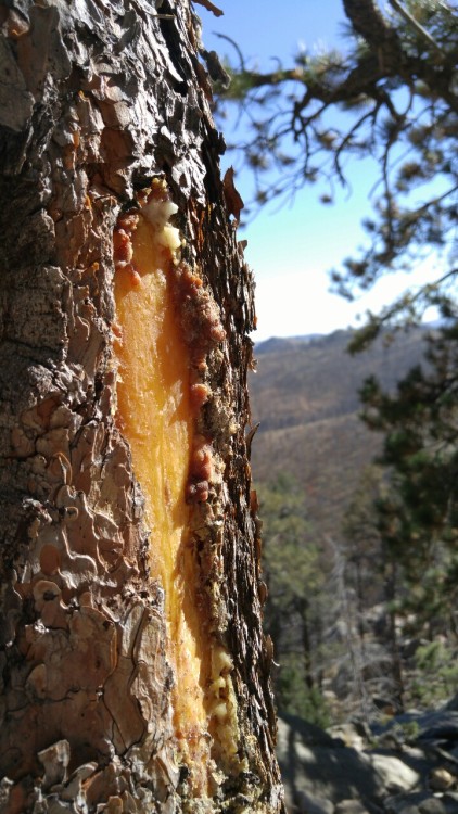 Pinus ponderosa is in the family Pinaceae. Commonly known as Ponderosa pine, or western yellow pine,