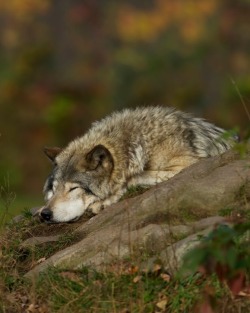 beautiful-wildlife:Chillin' by © Jim Cumming